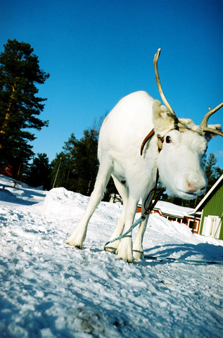 Reindeer in Jokkmokk, Sweden
