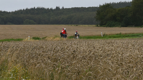 Cyklsister i kornmark