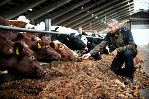 Cattle. Credit: Food Nation & Niels Hougaard