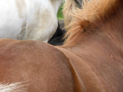 Icelandic horseback