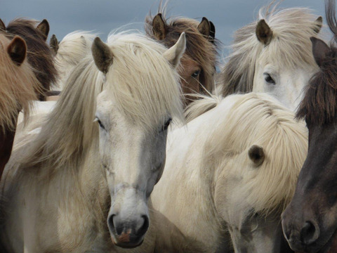 Icelandic horses' heads