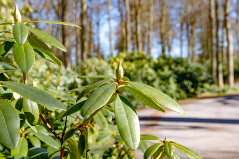 Rhododendron på Jungshoved