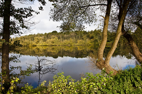 Skov sø træer spejling   Kopi