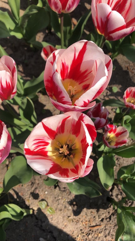 Tulipaner 2020 6