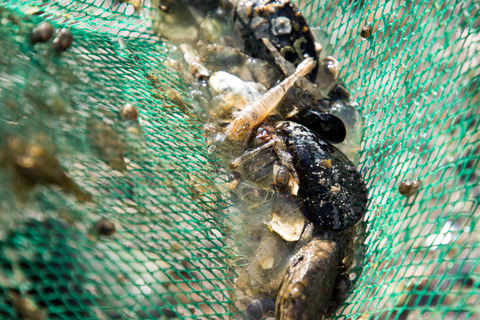Indvielse af fiskebro Kær Vestermark 0042