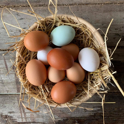 Hegnsholt økologisk gård dyr gårdbutik Lejre farvede æg i kurv eggs