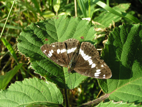 Hvid admiral er en ret sjælden sommerfugl, som kun findes i frodige og værdifulde skove. Denne er fra Købelev Skov, hvor der findes en lille bestand, som gerne flyver først i juli.