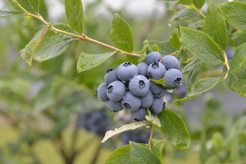 Growing blueberries in Romania.JPG