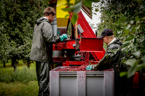 Muld Frederiksdal kirsebærvin produktion høst 2 credit Ingrid Riis