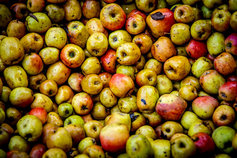 Muld Kernegaarden æbler frugt 11 credit Ingrid Riis