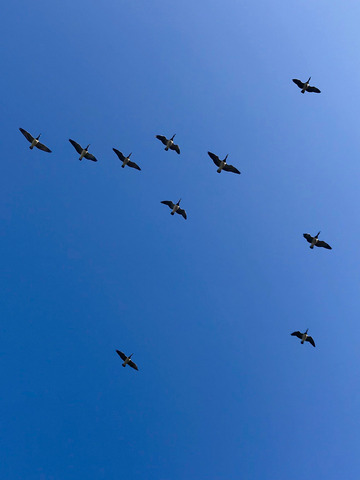 Birds in formation