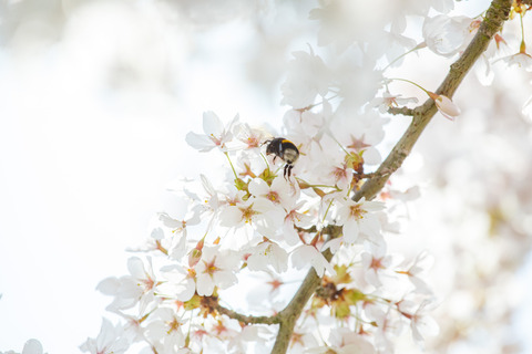 De blomstrende kirsebærtræer i Emmas Have på havnen i Gråsten 0153