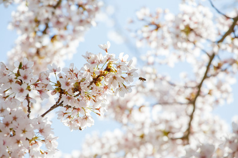 De blomstrende kirsebærtræer i Emmas Have på havnen i Gråsten 0315