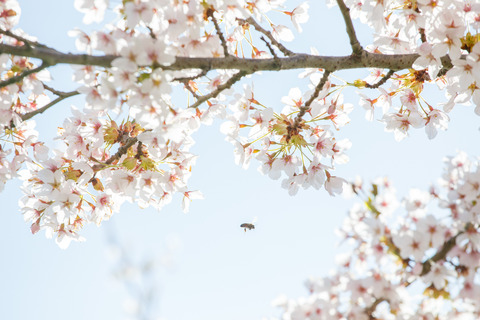 De blomstrende kirsebærtræer i Emmas Have på havnen i Gråsten 0361