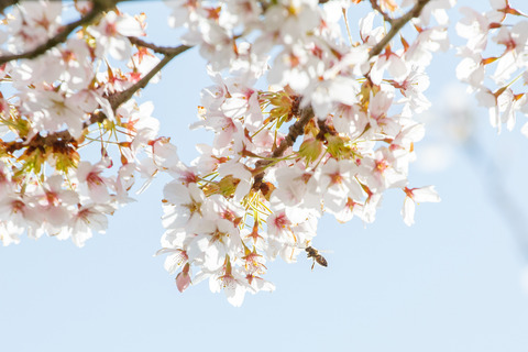 De blomstrende kirsebærtræer i Emmas Have på havnen i Gråsten 0402