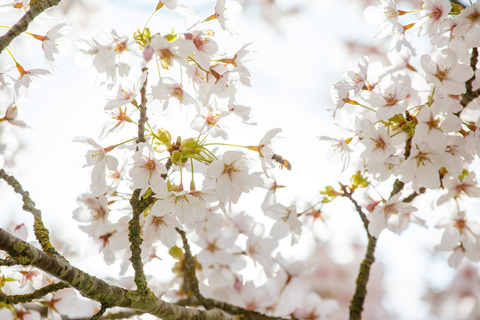 De blomstrende kirsebærtræer i Emmas Have på havnen i Gråsten 0487