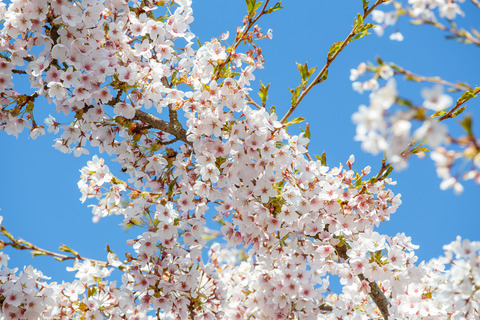 De blomstrende kirsebærtræer i Emmas Have på havnen i Gråsten 0524