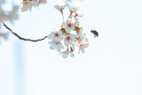 De blomstrende kirsebærtræer i Emmas Have på havnen i Gråsten 1116