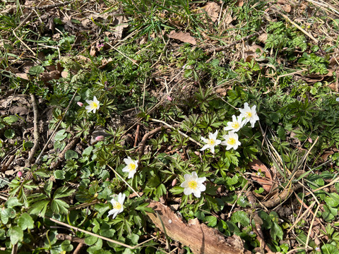 anemoner i april
