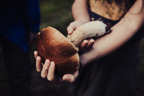 foraging denmark mushroom 1 ©Freya McOmish, Scandinavia Standard