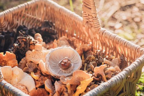 Katrine Mushroom foraging November 2019