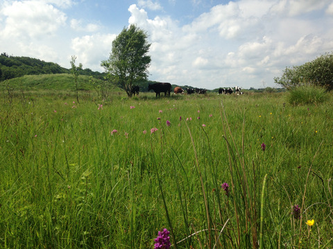 Køer i rigkæret ved Ulvholm