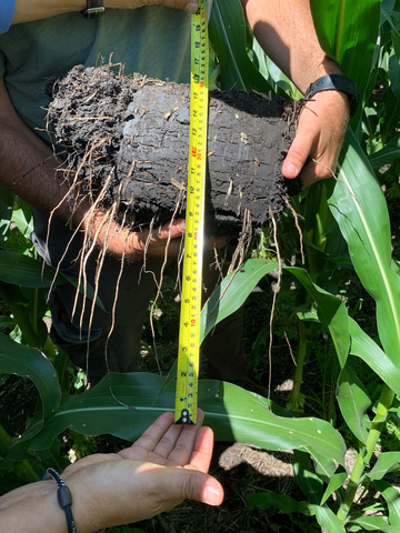 Examinating depths of corn roots .jpg