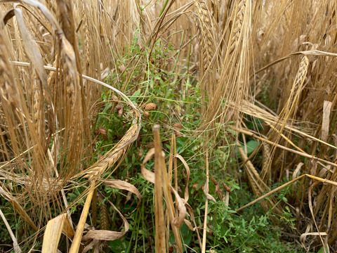 Companion crop of spring barley and flax.JPG