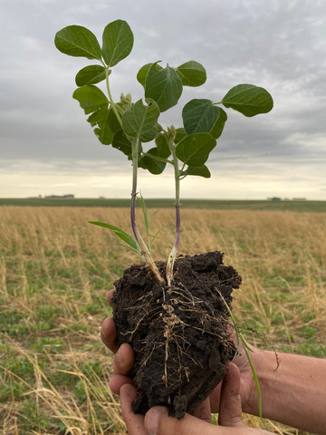 Soya bean plant with root nodules.jpeg