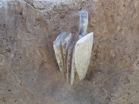 Udgravningsbillede af flintdolkene stående lodret med spidsen nedad. Foto, Museum Sydøstdanmark