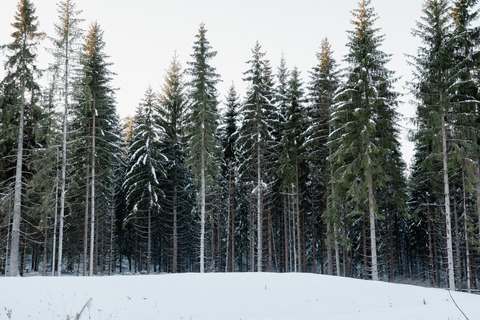 Skog vinter