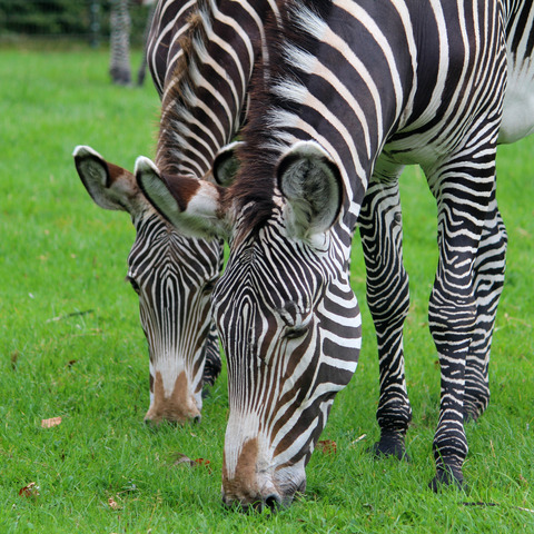 Zebra i Aalborg Zoo