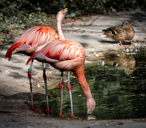 Flamingoer i Aalborg Zoo
