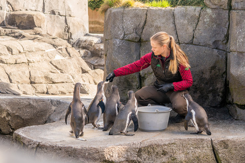 Pingviner i Aalborg Zoo