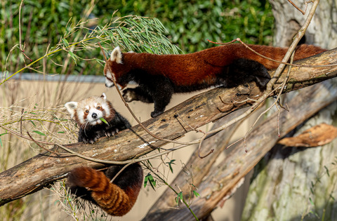 Rød Panda i Aalborg Zoo