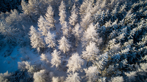 Frost kulde vinter sne Krabbesholm Plantage (36)