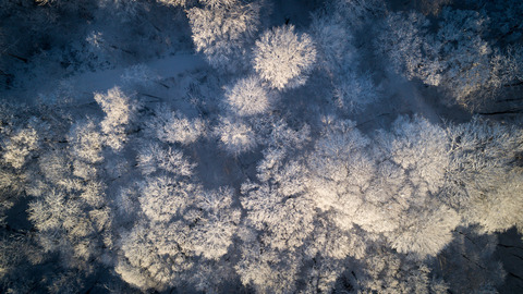 Frost kulde vinter sne Krabbesholm Plantage (2)