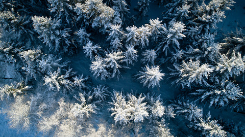 Frost kulde vinter sne Krabbesholm Plantage (28)