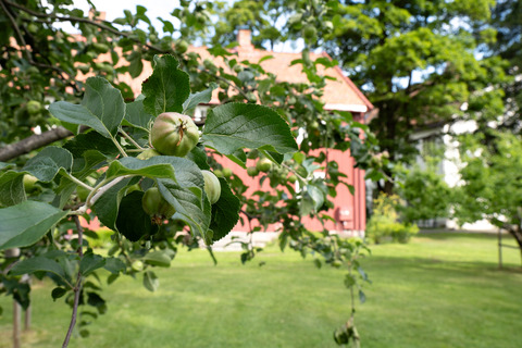 Gjøvik gård sommer (16)