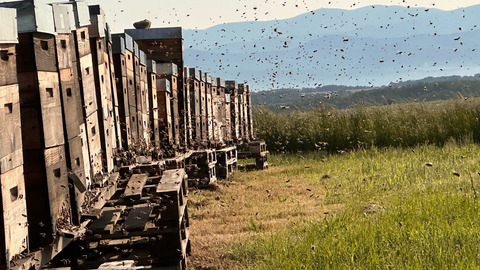 Bee hives at Campo D'oro, Romania.jpg