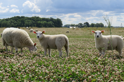 Ewe with twins in Latvia.JPG