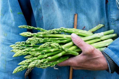 Asparagus Farming