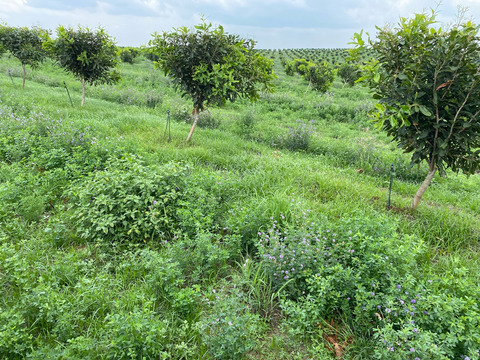 Macadamia orchard with cover crops, QLD McKenzie.jpeg